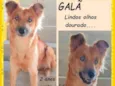 Galã