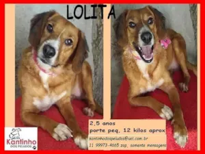 Cachorro raça SRD-ViraLata idade 2 anos nome Lolita