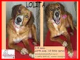 Lolita
