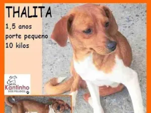 Cachorro raça SRD-ViraLata idade 1 ano nome Thalita
