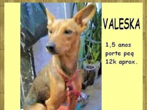 Cachorro raça SRD-ViraLata idade 1 ano nome Valeska