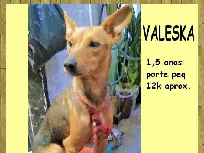 Cachorro ra a SRD-ViraLata idade 1 ano nome Valeska