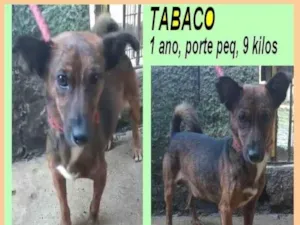Cachorro raça SRD-ViraLata idade 1 ano nome Tabaco