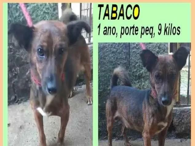 Cachorro ra a SRD-ViraLata idade 1 ano nome Tabaco