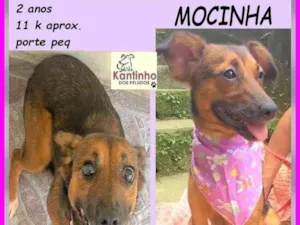 Cachorro raça SRD-ViraLata idade 2 anos nome Mocinha