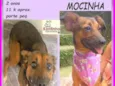 Mocinha