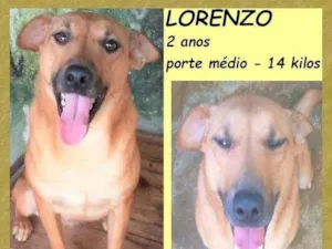 Cachorro raça SRD-ViraLata idade 2 anos nome Lorenzo