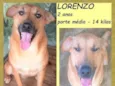 Lorenzo