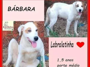 Cachorro raça Labrador idade 1 ano nome Bárbara