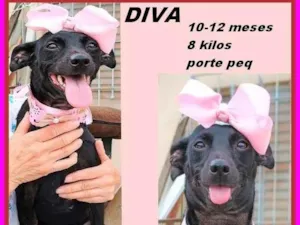 Cachorro raça SRD-ViraLata idade 7 a 11 meses nome Diva