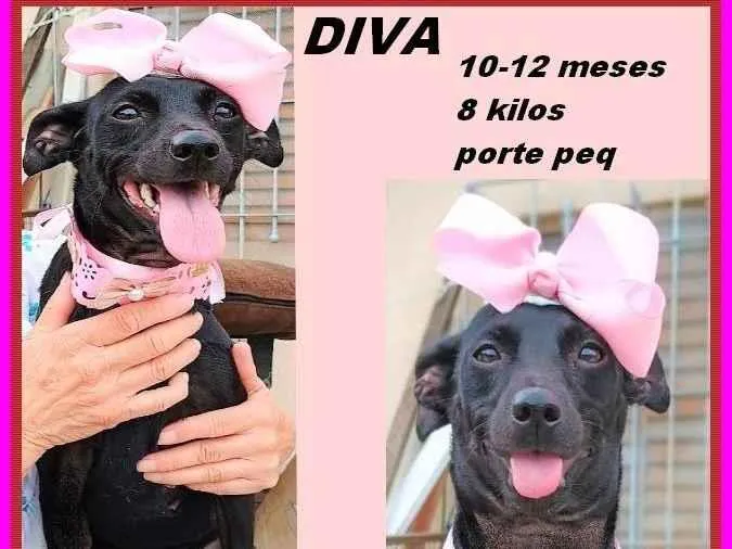 Cachorro ra a SRD-ViraLata idade 7 a 11 meses nome Diva