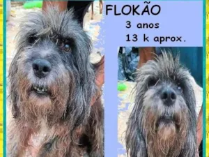 Cachorro raça SRD-ViraLata idade 3 anos nome Flokão