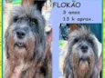 Flokão