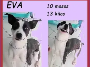 Cachorro raça SRD-ViraLata idade 7 a 11 meses nome Eva