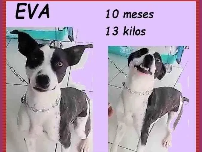 Cachorro ra a SRD-ViraLata idade 7 a 11 meses nome Eva