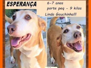 Cachorro raça SRD-ViraLata idade 6 ou mais anos nome Esperança