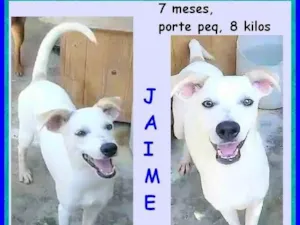 Cachorro raça SRD-ViraLata idade 7 a 11 meses nome Jaime