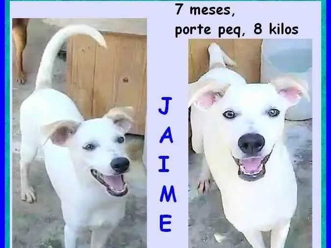Cachorro ra a SRD-ViraLata idade 7 a 11 meses nome Jaime