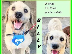 Cachorro raça SRD-ViraLata idade 2 anos nome Billy