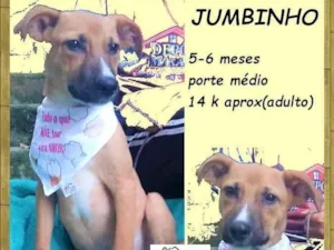 Cachorro raça SRD-ViraLata idade 2 a 6 meses nome Jumbinho