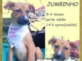 Jumbinho