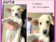 Guta