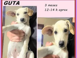 Cachorro raça SRD-ViraLata idade 2 a 6 meses nome Guta