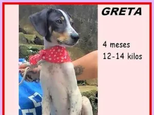 Cachorro raça SRD-ViraLata idade 2 a 6 meses nome Greta