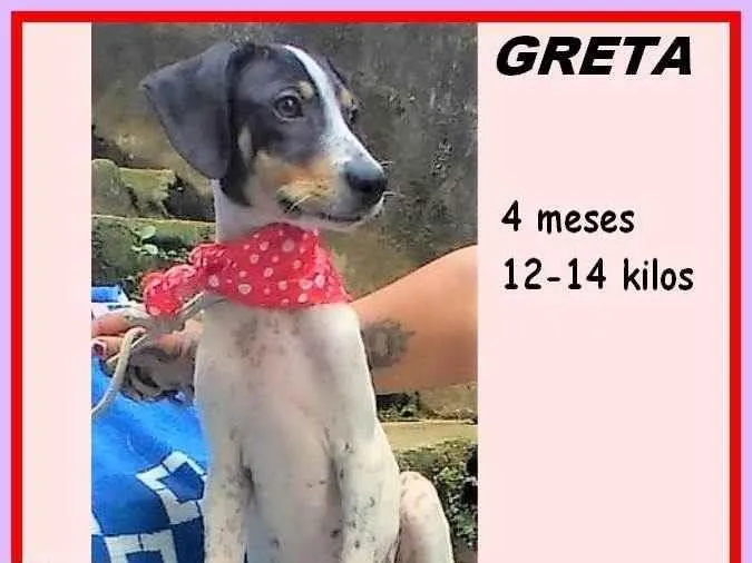 Cachorro ra a SRD-ViraLata idade 2 a 6 meses nome Greta