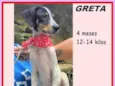 Greta