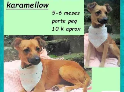 Cachorro raça SRD-ViraLata idade 2 a 6 meses nome Karamellow