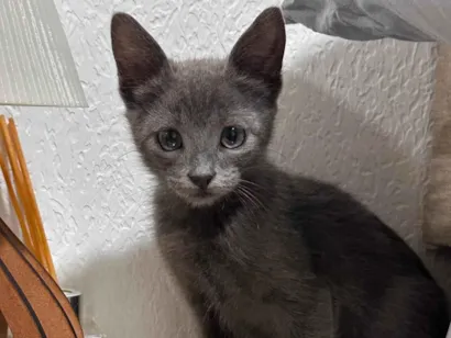 Gato raça SRD-ViraLata idade 2 a 6 meses nome Marrone