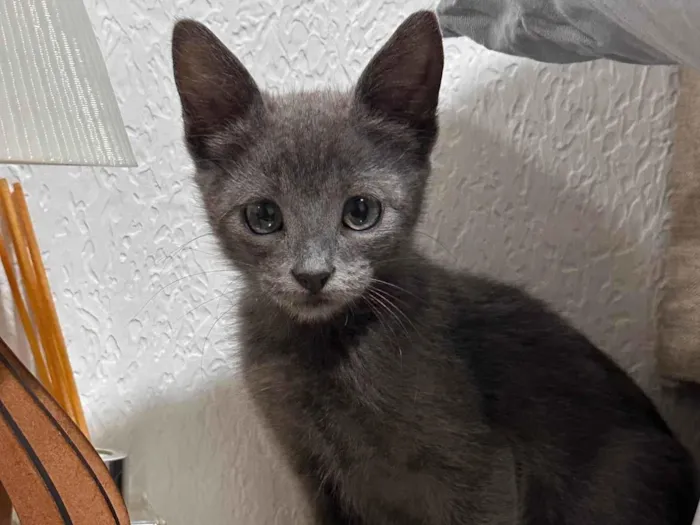 Gato ra a SRD-ViraLata idade 2 a 6 meses nome Marrone