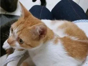 Gato raça SRD-ViraLata idade 2 a 6 meses nome LINO LARANJA