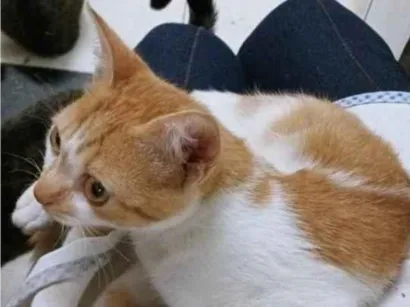 Gato raça SRD-ViraLata idade 2 a 6 meses nome LINO LARANJA