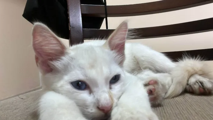Gato ra a SRD-ViraLata idade 2 a 6 meses nome Neve