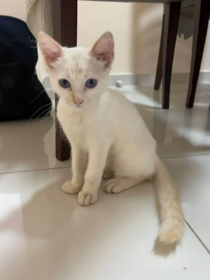 Gato ra a SRD-ViraLata idade 2 a 6 meses nome Neve