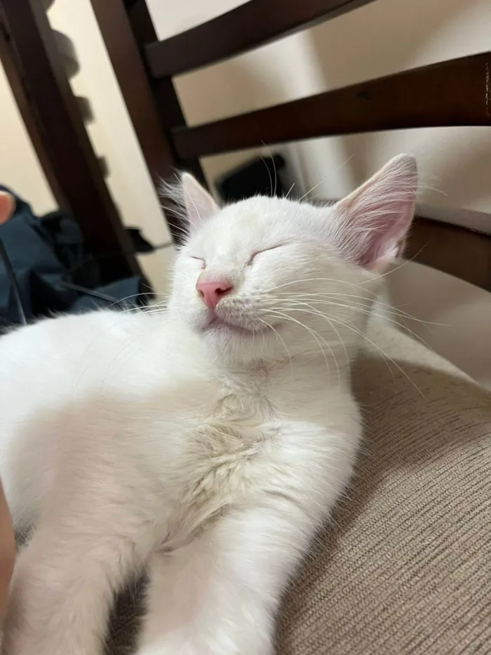 Gato ra a SRD-ViraLata idade 2 a 6 meses nome Neve