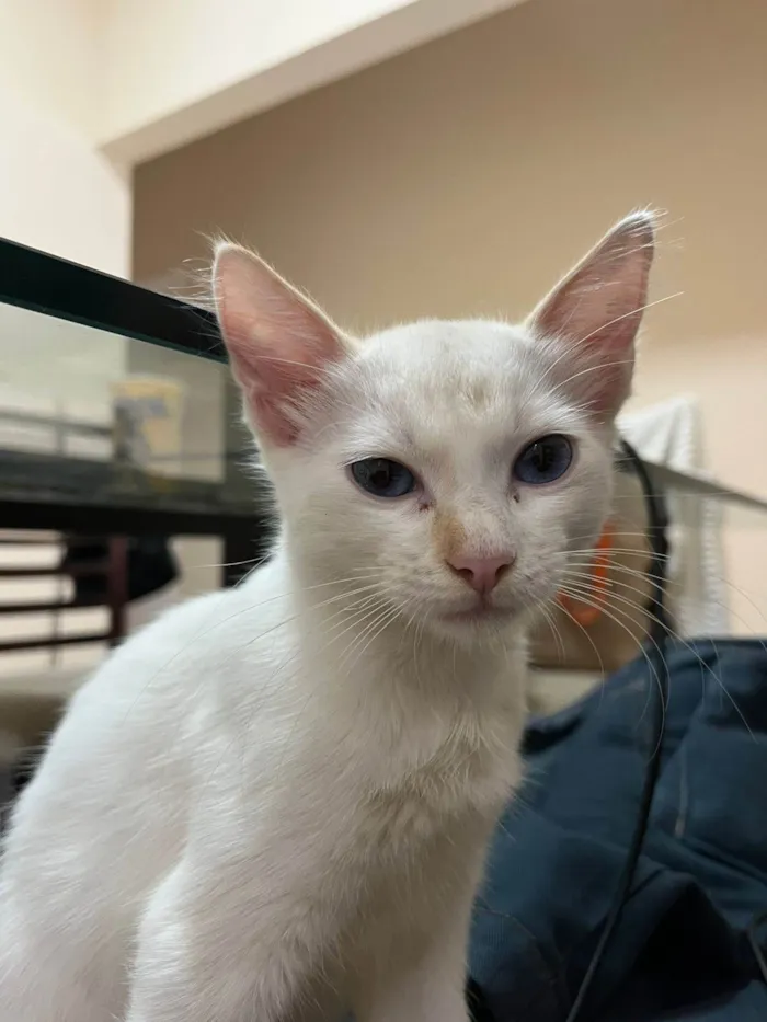 Gato ra a SRD-ViraLata idade 2 a 6 meses nome Neve