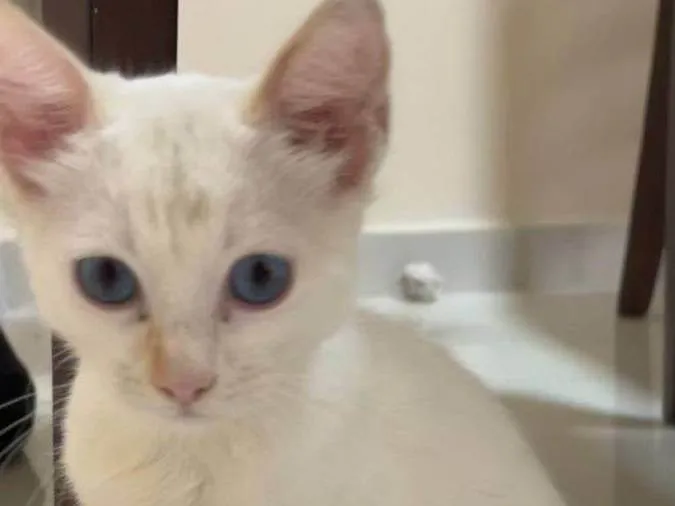 Gato ra a SRD-ViraLata idade 2 a 6 meses nome Neve