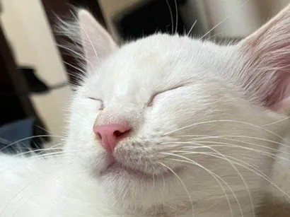 Gato raça SRD-ViraLata idade 2 a 6 meses nome Neve