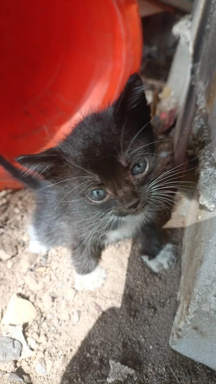 Gato ra a SRD-ViraLata idade Abaixo de 2 meses nome Luna