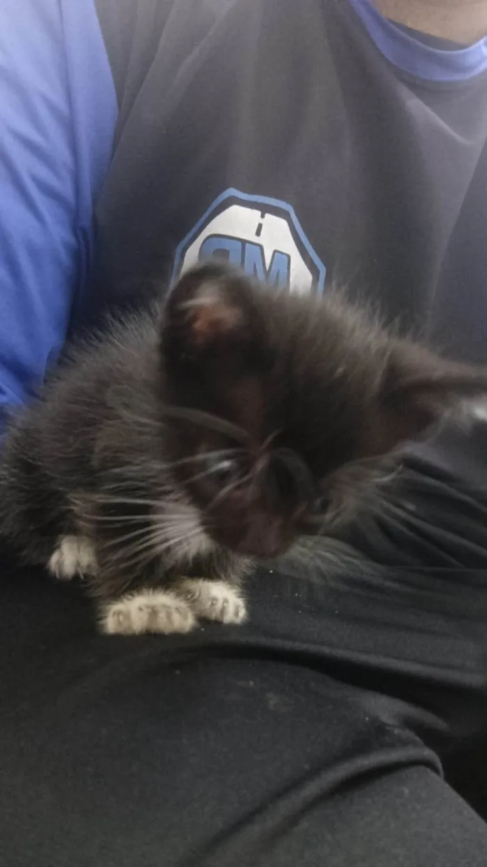 Gato ra a SRD-ViraLata idade Abaixo de 2 meses nome Luna
