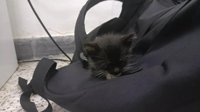 Gato ra a SRD-ViraLata idade Abaixo de 2 meses nome Luna