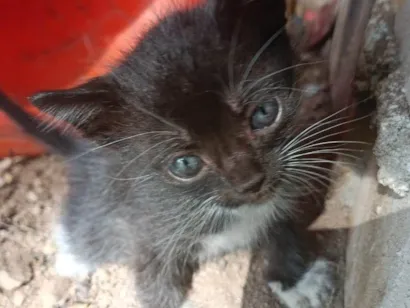 Gato raça SRD-ViraLata idade Abaixo de 2 meses nome Luna