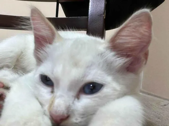 Gato ra a SRD-ViraLata idade 2 a 6 meses nome Neve