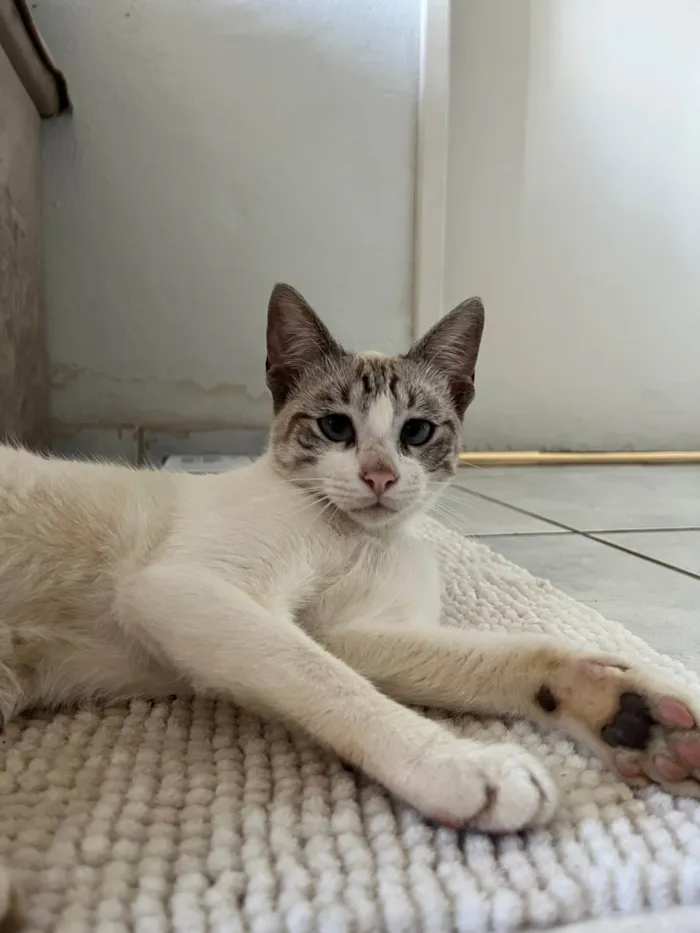 Gato ra a SRD-ViraLata idade 7 a 11 meses nome não tem nome