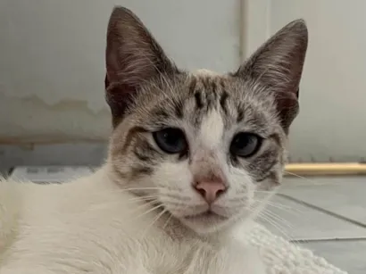 Gato raça SRD-ViraLata idade 7 a 11 meses nome não tem nome
