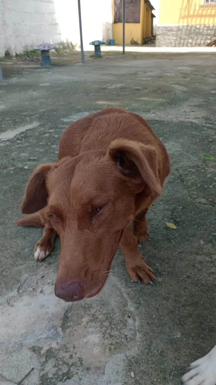 Cachorro ra a SRD-ViraLata idade 6 ou mais anos nome Scooby 