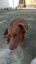 Scooby